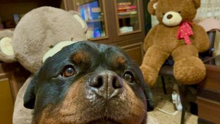 Фридик хозяин дома🐶