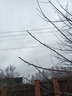 Приемы обрезки плодовых