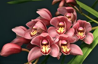 Мир орхидей с Аминосил