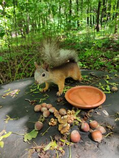 Белки летом