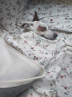 Милый отдых 🐾 