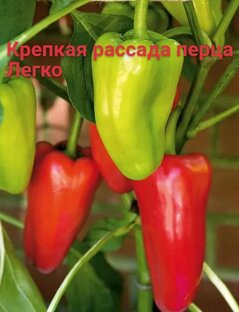 Рассада