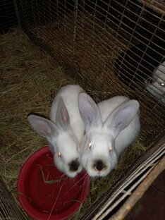 Наши животные