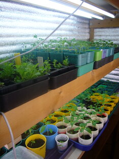 РАССАДНЫЕ СТАРТЫ.