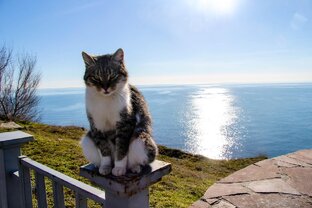 Анапа и котики