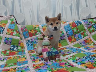 Лоскутики