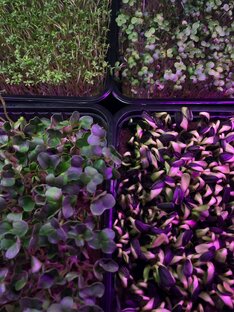 Выращивание микрозелени