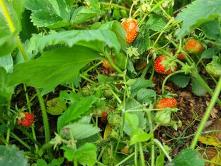 Дачные зарисовки. Влог 2023