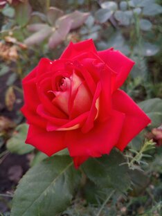 Розы | Roses