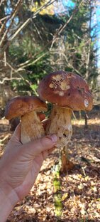 🍄Белый гриб🌳берёзовый😃👍