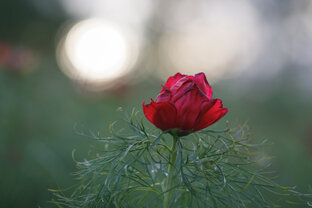 Первоцветы