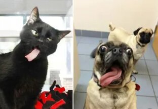 Смешные видео про животных