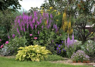 Многолетники