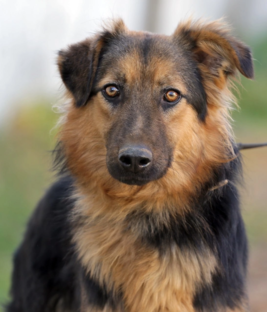 Ищут дом❤️