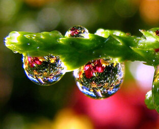 Капелька Росы