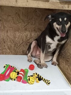 Приют "Собаки Семашко"