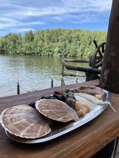 Живые Морские Гребешки