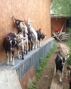 Из жизни коз и козлят. Улыбнись!