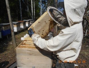 Пчеловодство / Пчёлы