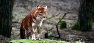 Красный волк~