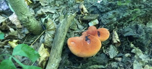 Грибной сезон 2022