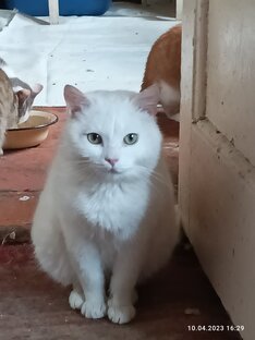 Истории найденышей