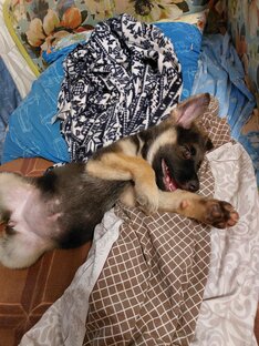 Мои немецкие овчарки 🐶🐶🐶