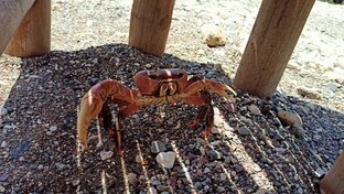 Филиппинская природа 