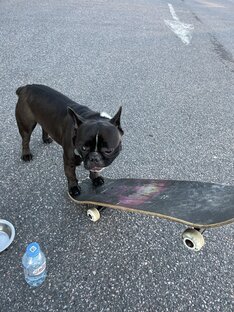 Покатушки в паркинге🛹🐶