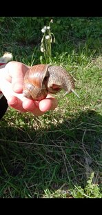 Виноградные улитки 