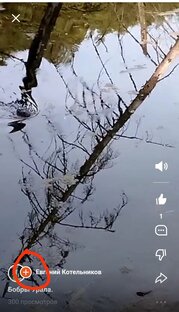 Бобры Урала