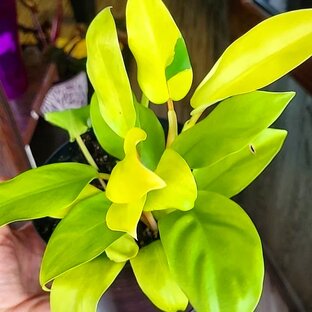 ФИЛОДЕНДРОНЫ