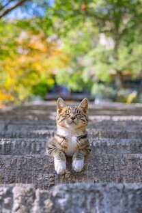 Из жизни автора