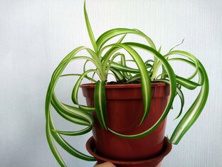 Комнатные растения