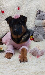 🐶💕Багира🐶💕