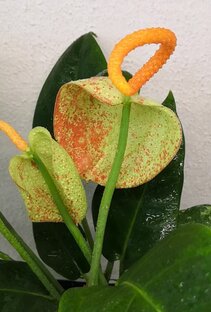 Дела цветочные !