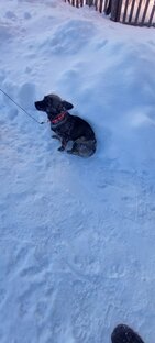 Маленькая невезучая Эльза