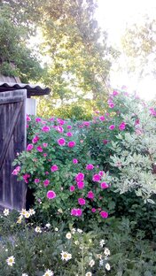 Деревенский цветник