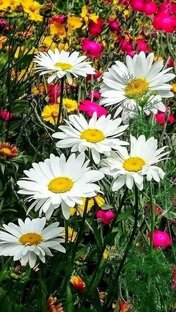 Утренние всплески