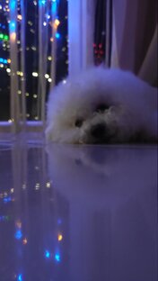 Дети и собаки