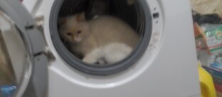 Кот в стиралке 😹😹😹😹😹😹😹