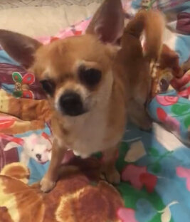 Мой любимый пёсик 🐶 Джерри 