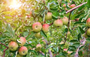 Разборы сказок и былин