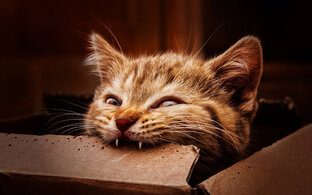 Кошачья жизнь