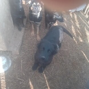 Приют ДворНяшки