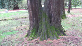 Видеоэтюды