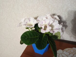 Огород и дача