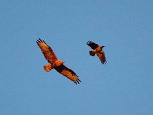 Дикая природа