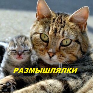 Размышлялки наших кошек и собак