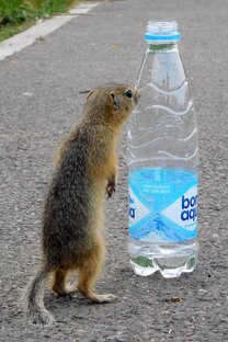 суслики Татышева